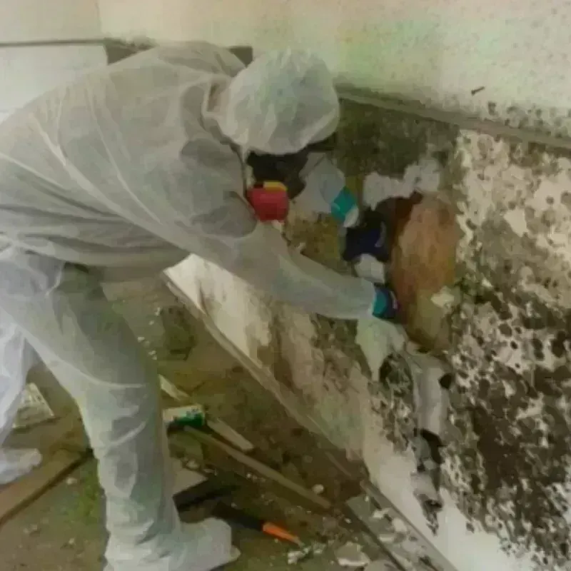 Mold Remediation and Removal in Oradell, NJ